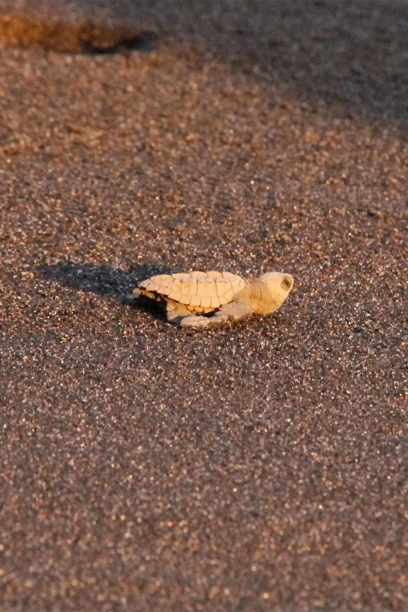 Liberación de tortugas